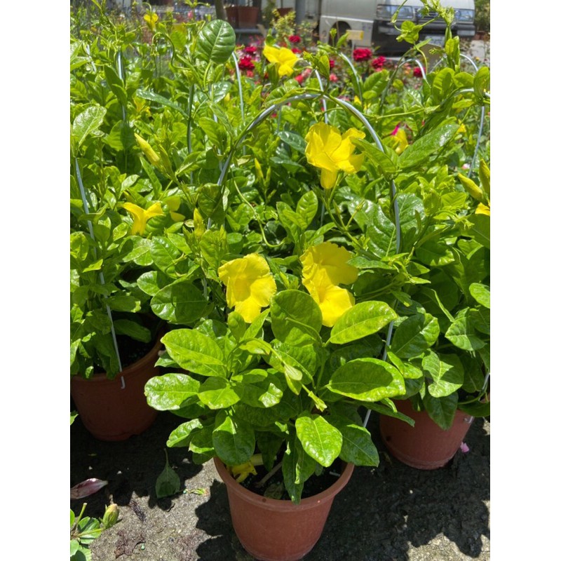 黃嬋盆栽蔓性植物開花中 蝦皮購物