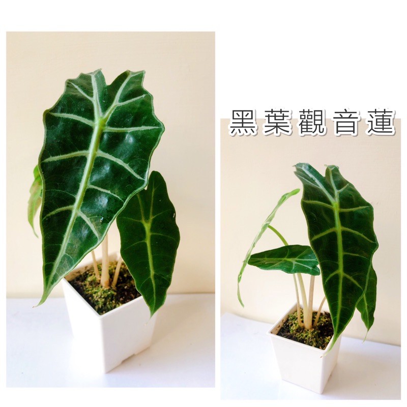 不專業種植 黑葉觀音蓮 3吋白方盆 圓盆4吋白方盆 加高方盆 黑 白 室內觀葉植物 蝦皮購物