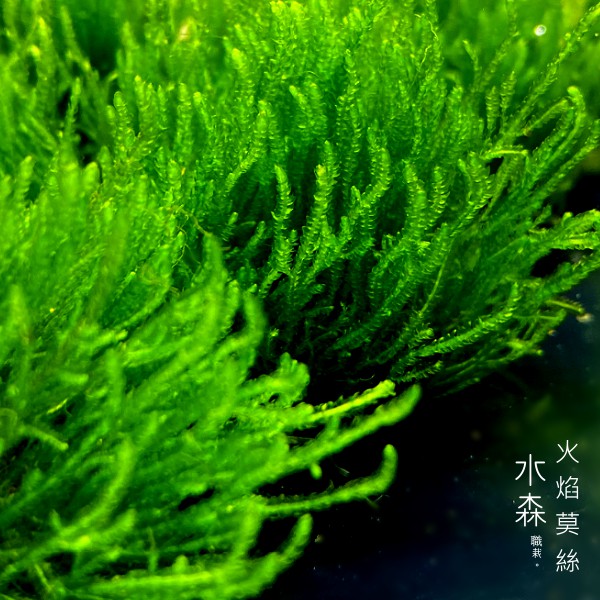 【水森職栽】火焰 (聖誕) 默絲石片/鐵片 免CO2 莫斯 草皮 前景 綠色水草造景 難度/簡易 SE032