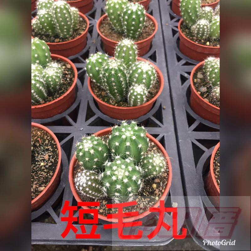 花田厝 多肉植物短毛丸仙人掌 草球仙人掌3吋盆2 3株高5cm 蝦皮購物