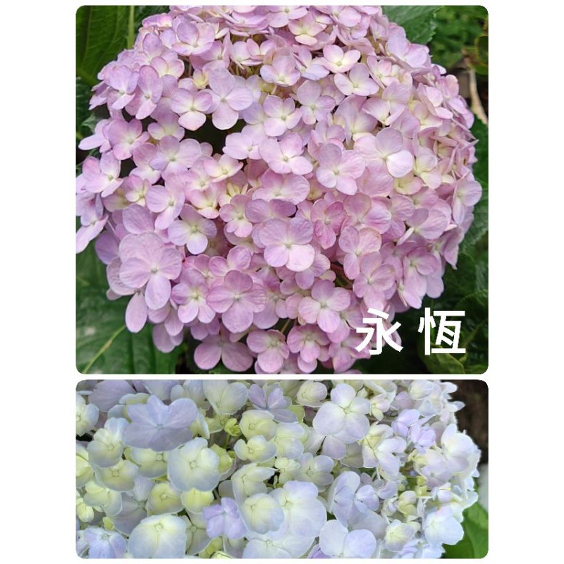 繡球花 紫陽花 永恆 蝦皮購物
