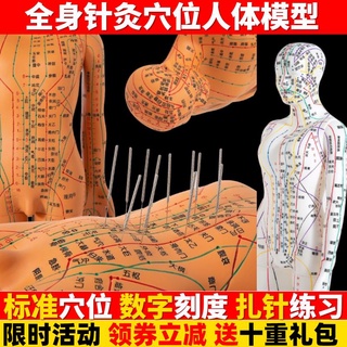 【現貨好品質】中醫針灸穴位圖人體模型全身男女銅人十二經絡小皮人扎針推拿教學