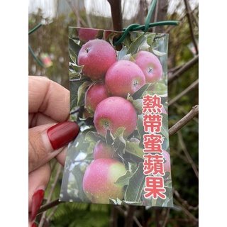 霏霏園藝 熱帶蜜蘋果成樹3-4年苗特價一棵300元種1-2年生果高度150-160公分以上原價一棵500元