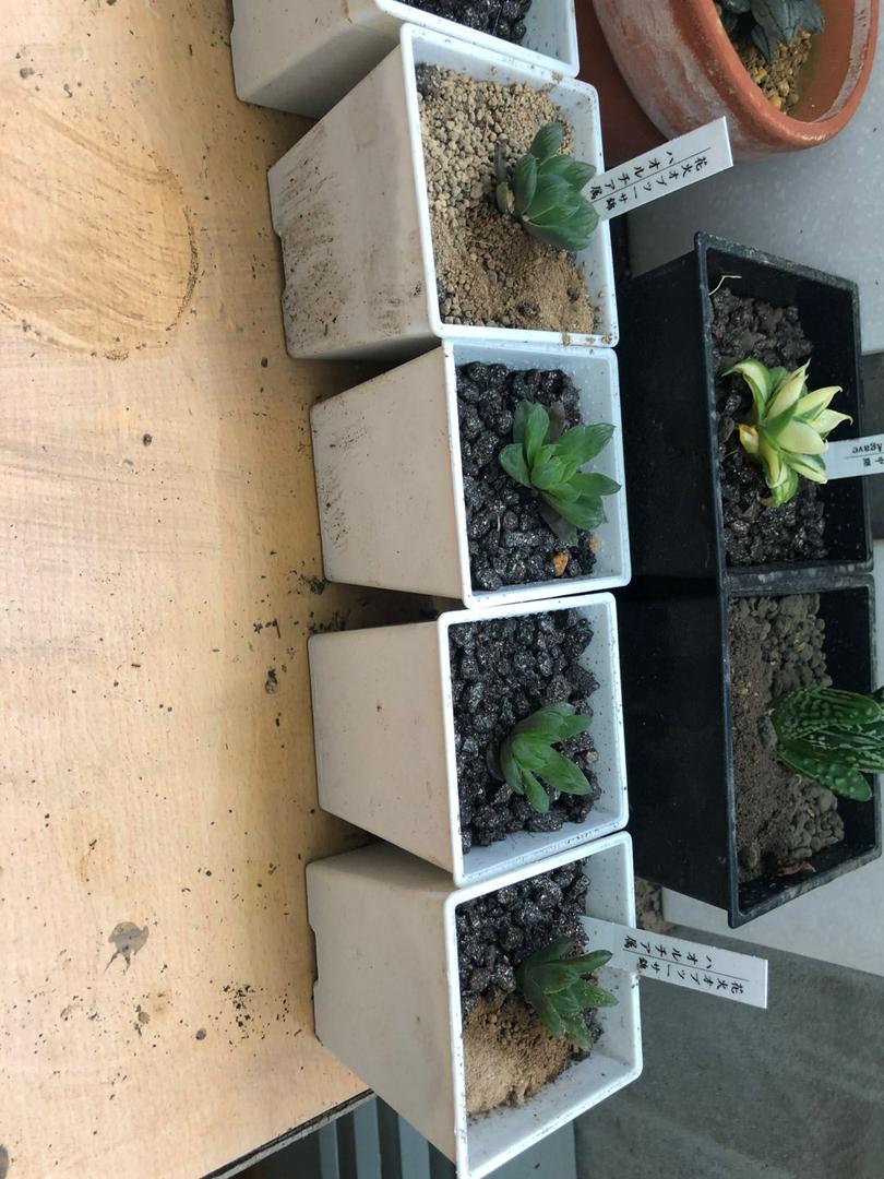 Haworthia ハオルチア 玉露 美窓の人氣種 花火オブツーサ錦 蝦皮購物