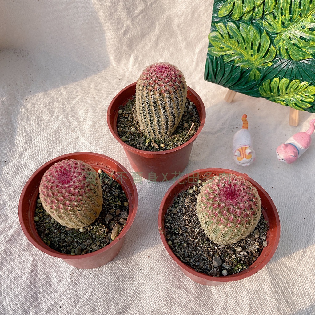 紫太陽 紅太陽1吋盆3吋盆多肉植物 仙人掌 蝦皮購物