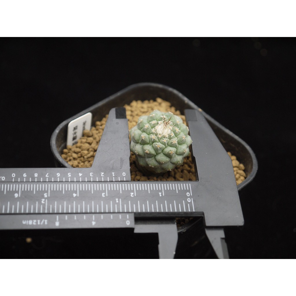 植陽光房 菊水屬菊水白花strombocactus Discifomis 實生 蝦皮購物
