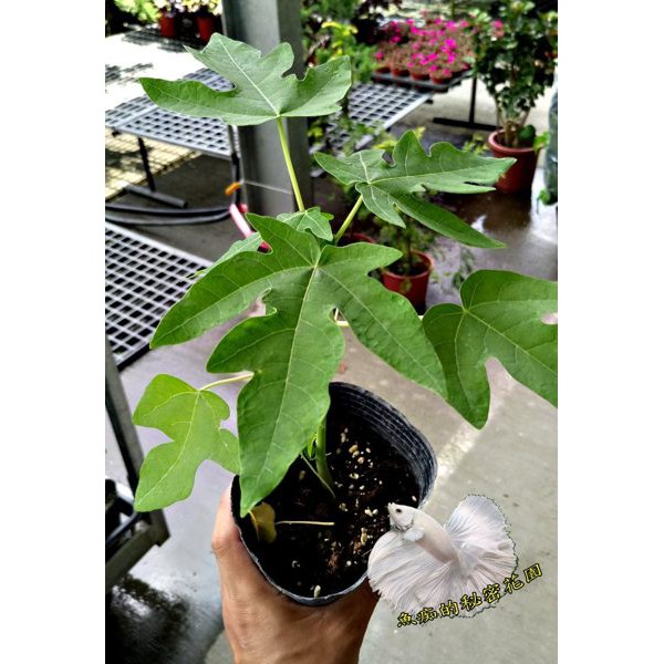 3 5吋盆 紅妃木瓜盆栽矮種木瓜苗 換大盆子或種地上才能長大開花結果 半日照佳 要買幾盆先詢問有沒有貨 蝦皮購物
