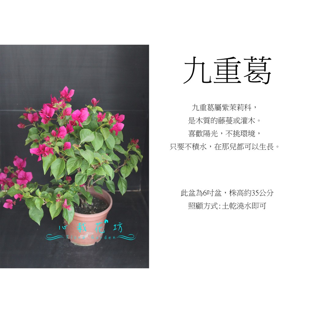 心栽花坊-九重葛/6吋/隨機花色/觀賞花卉/綠化植物/售價180特價150