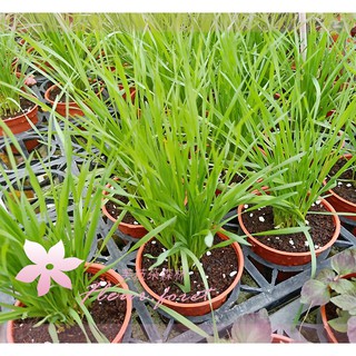 芙菈朵森林 貓草 小麥草 香草植物 樹苗 花苗 水果苗