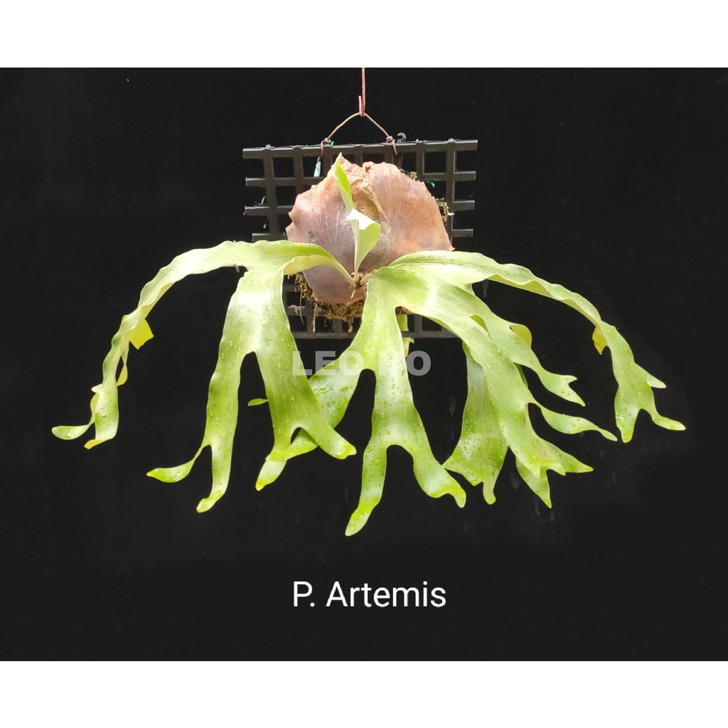 《LEO雨林植物》P. Artemis (阿提米斯) 鹿角蕨