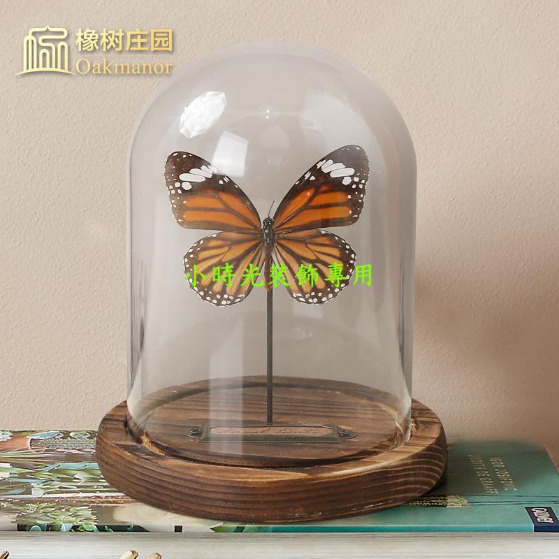 进口虎斑蝶真蝴蝶标本原蝶玻璃罩展示盒金龟子昆虫标本防尘罩摆件小時光裝飾 蝦皮購物