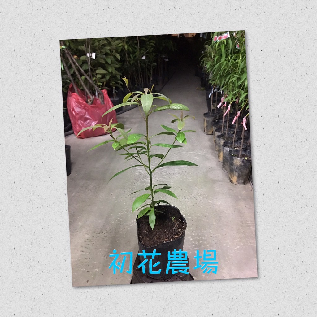 初花農場 金絲楠木 4吋盆 定價250特價0 蝦皮購物