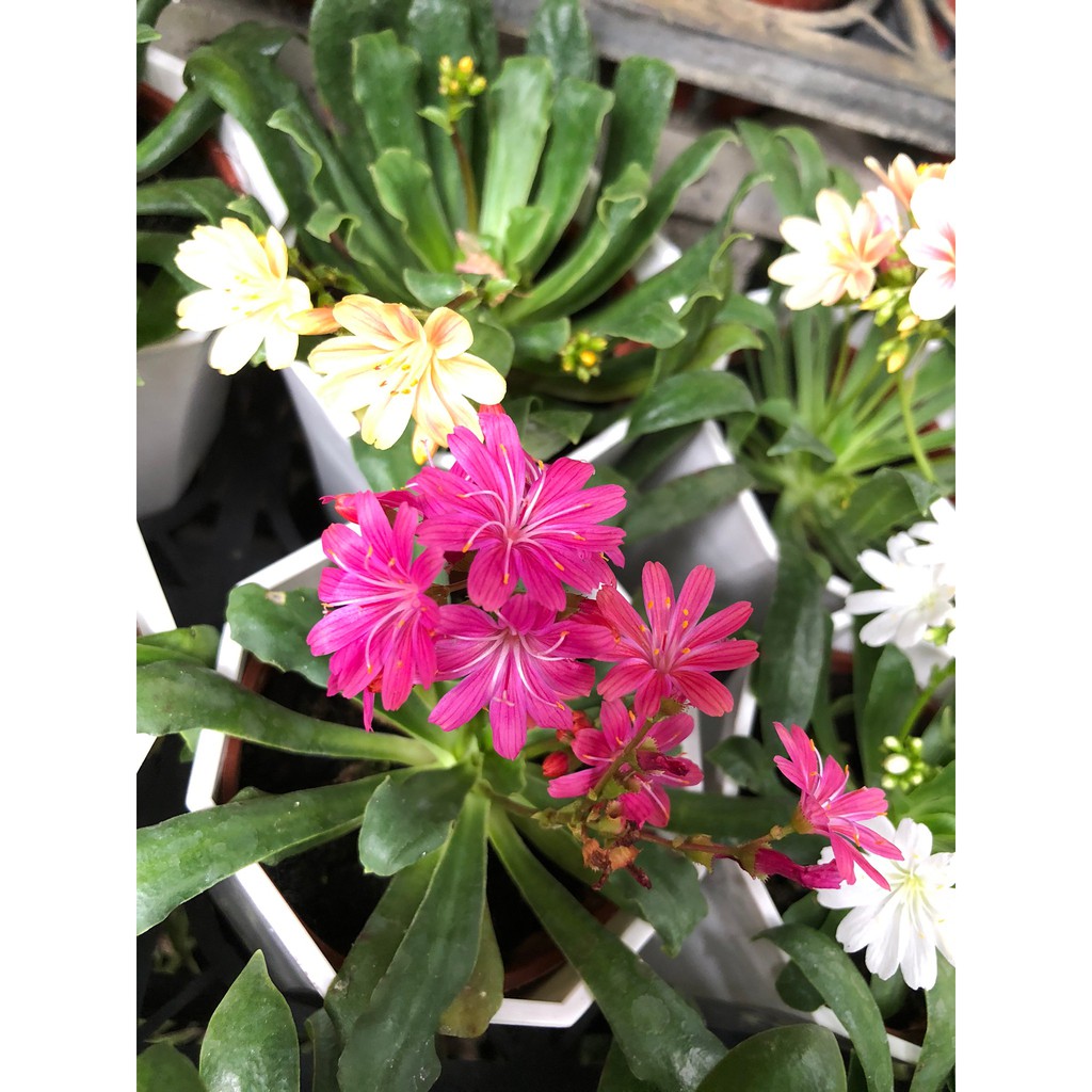 缺貨中 花花世界 多肉植物 露薇花 不挑花色 琉維草 3 吋盆 高10cm Ma 蝦皮購物