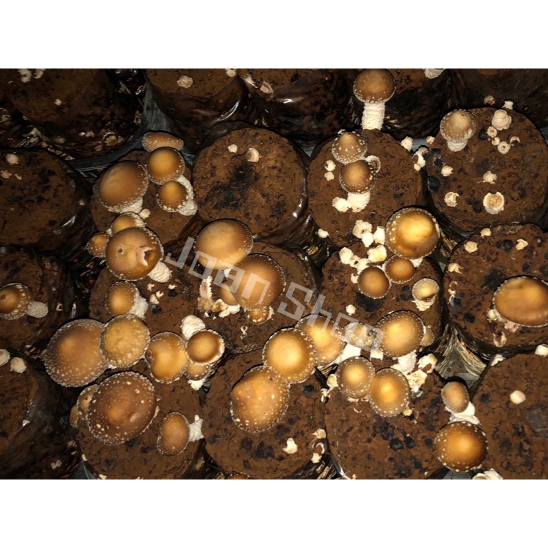 【 Joan Shop 】現貨 完售追加（超商一單限3顆）菇菇太空包🍄香菇 菇菇 太空包 DIY 辦公室小物 聖誕禮物