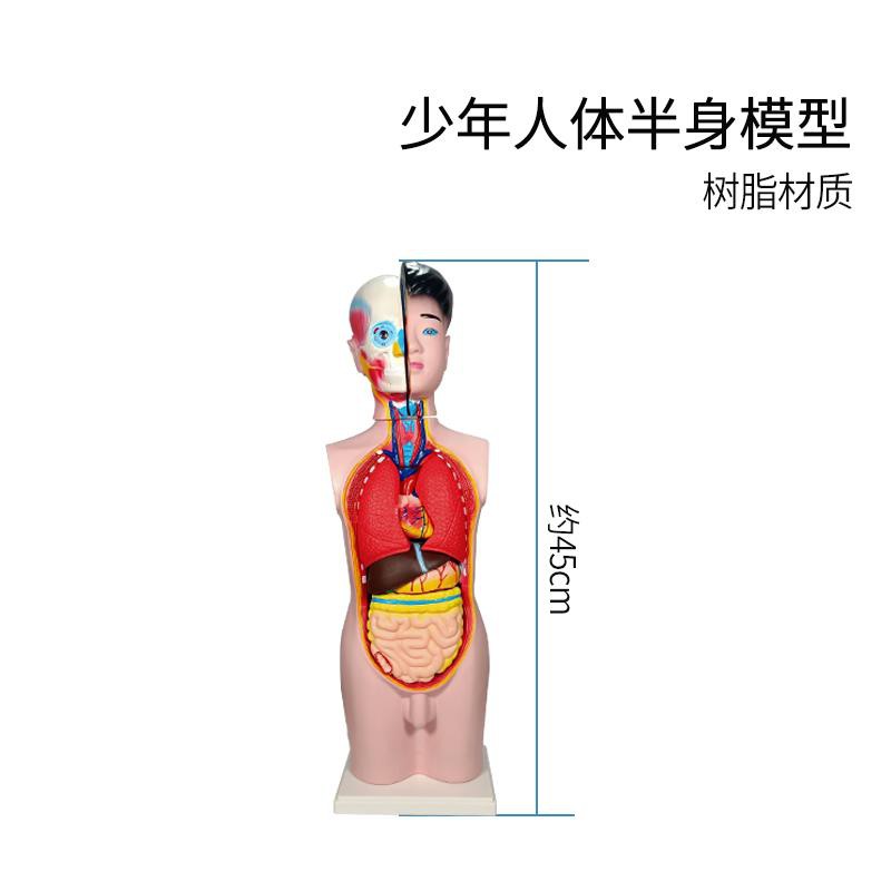 S0滿180出貨少年人體半身模型醫學學生教學肌肉內臟器官心臟消化系統結構模型人體軀干解剖專業生物模型教具實驗器材 蝦皮購物