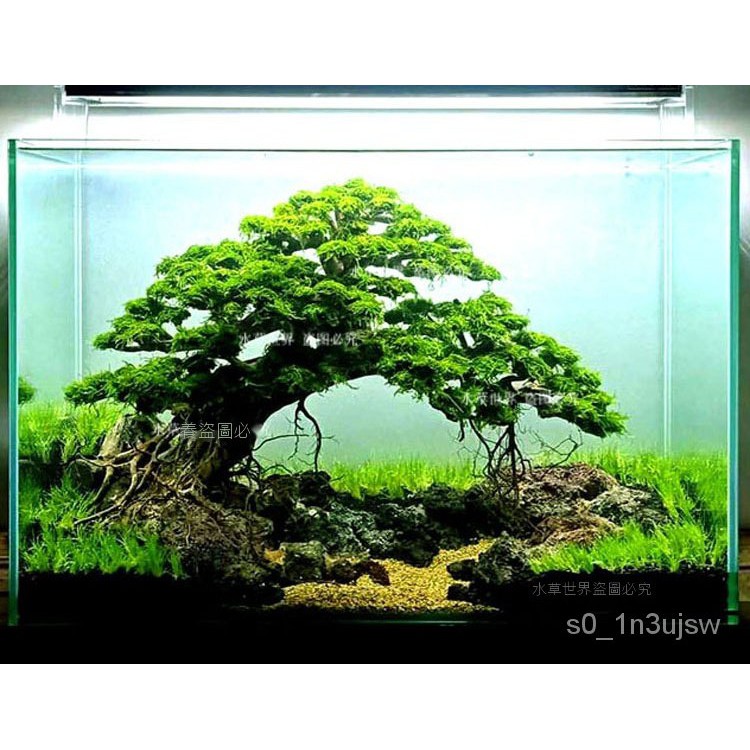 巴西沉木 莫斯樹成品巴西樹水草樹魚缸造景沉木樹水族箱造景水草看圖選 免運 蝦皮購物