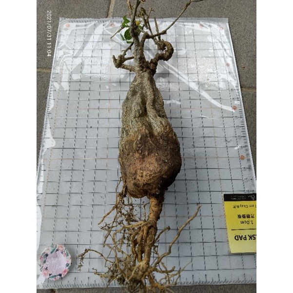 多肉植物 塊根 葫蘆科苦瓜屬 沙漠苦瓜 身體高11cm肚圍單一面面寬6cm 優惠價750元