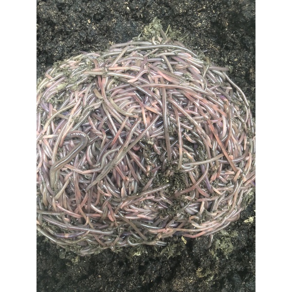 [蚓居農坊]紅蚯蚓 太平二號 一隻1元 買越多越便宜 水族 魚餌 釣魚 飼料 植物 盆栽 蚯蚓 觀賞魚 全年皆有現貨