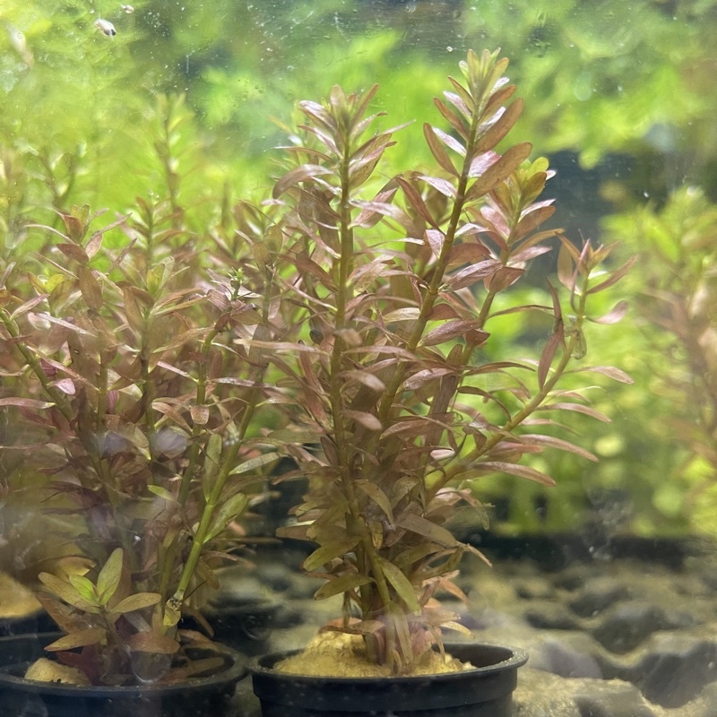 興隆魚蝦坊 紅宮廷水草陰性水草水草造景魚缸擺設無需co2 蝦皮購物