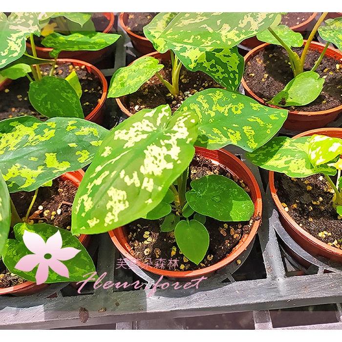 芙菈朵森林 迷彩芋 彩葉芋 3吋盆 5吋盆 觀葉植物 室內植物 觀賞植物