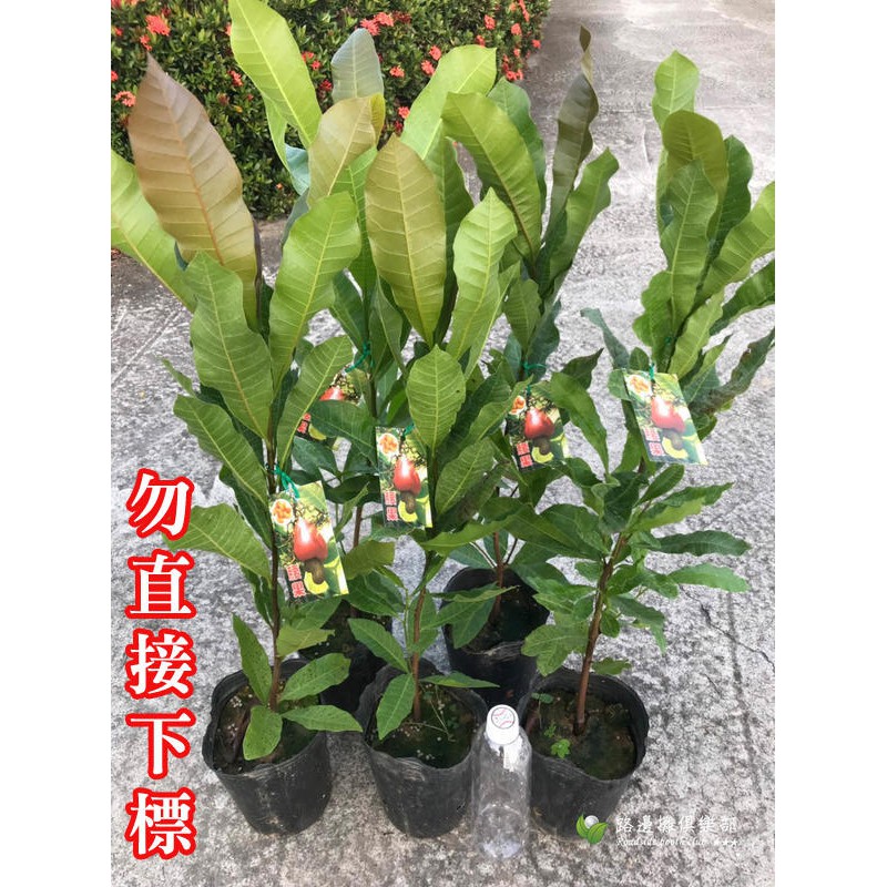 腰果樹苗 腰果樹 腰果苗 實生苗 世界四大堅果 腰果盆栽 雞腰果 介壽果 樹花生 掛霜腰果 乾果 路邊攤俱樂部 板栗 苗
