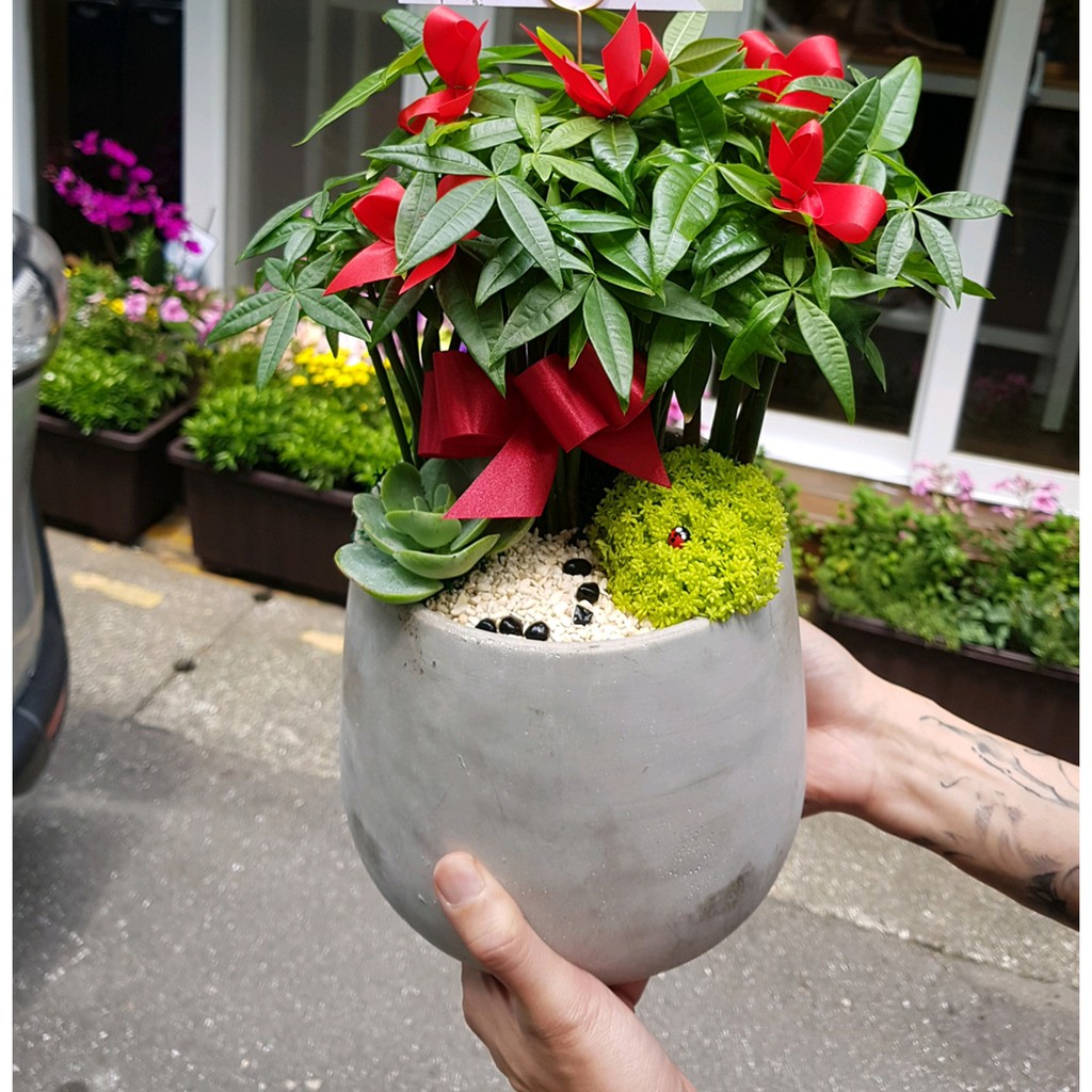 朵麗絲花店e0914發財樹盆栽開幕盆栽開幕送禮開店招財新居落成 蝦皮購物