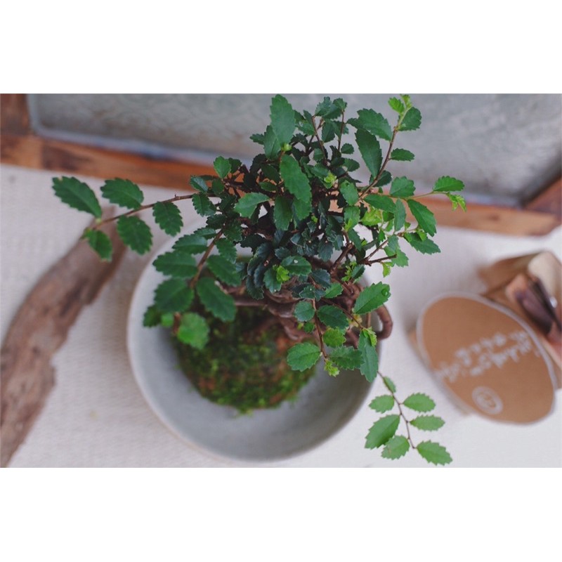 榆樹苔球苔玉植物植栽室內植物療癒植物 蝦皮購物