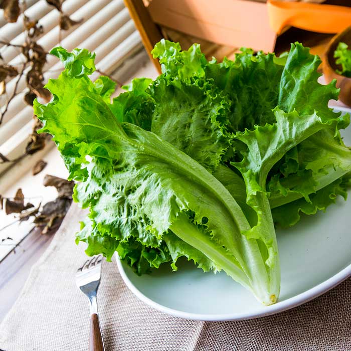 【源鮮智慧農場】義大利綠精靈(150g)萵苣 Lettuce 生菜 沙拉 水耕