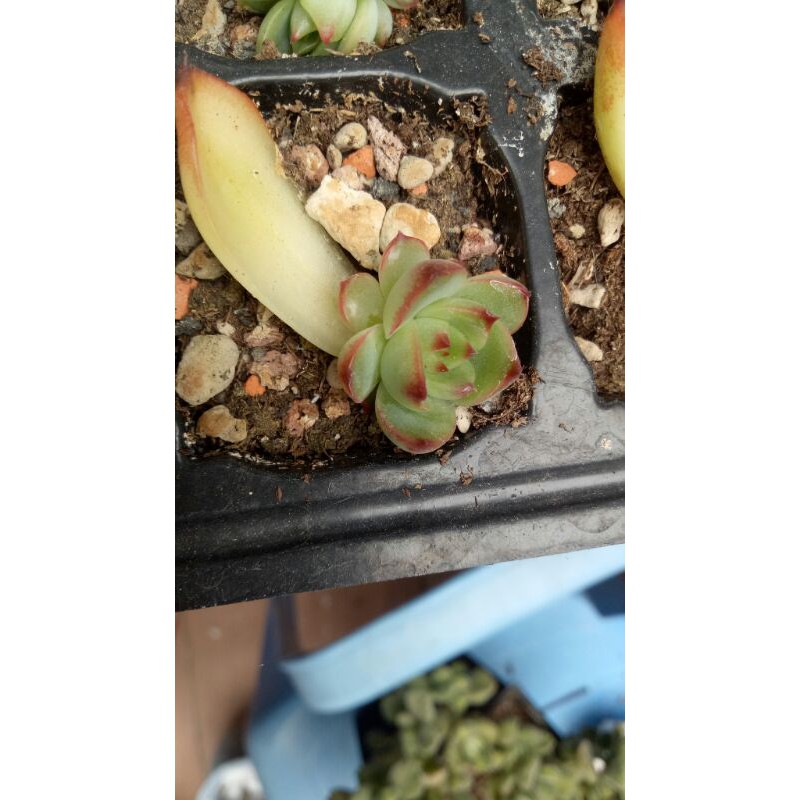 月光石葉孵苗 多肉植物 蝦皮購物