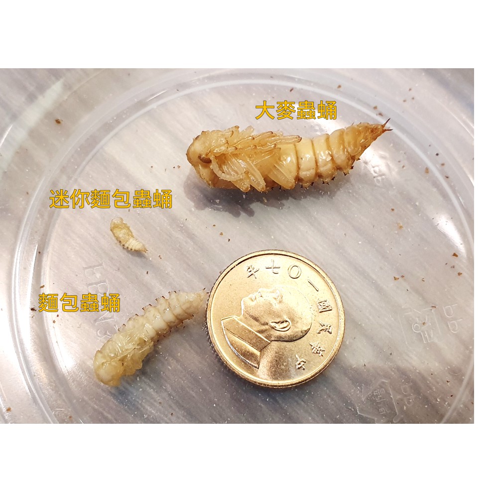 麵包蟲蛹高品質寵物養生蜜袋鼯 刺蝟 鼠 爬蟲 蜥 鳥 養生蟲蟲 蝦皮購物