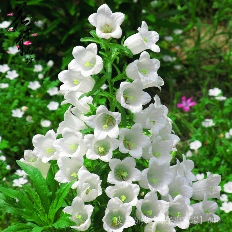 種子夯多年生大花飛燕草種子小飛燕草陽台庭院盆栽草本花卉千鳥草籽ncnh 蝦皮購物