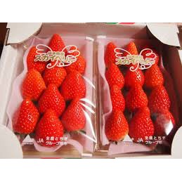 日本草莓.草莓苗.栃木 天空 (スカイベリー)草莓種子