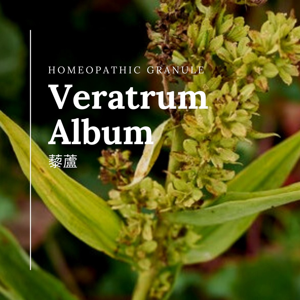 《生命力迅速下沉時》順勢糖球【藜蘆／Veratrum Album】Homeopathy