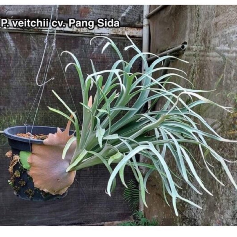 Veitchii 'Lemoinei' High Shield 植物 | last-child.com