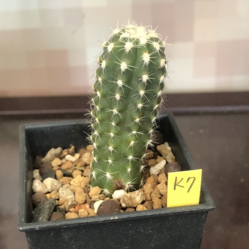 K7 子吹王冠短毛丸熊多肉植物5 29 蝦皮購物