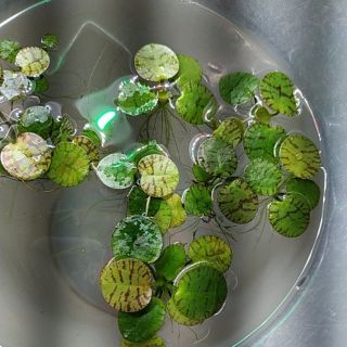 台鹽天然粗鹽海鹽消毒治療魚病孵豐年蝦洗碗機淨化洗滌醃漬去角質沐浴泡澡開運皇冠大紅卵洗碗機用鹽