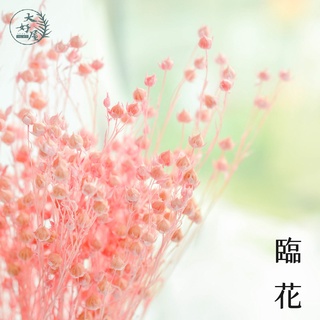 大好屋 臺灣現貨 臨花 相思豆 一束50克裝 永生花 乾燥花 居家裝飾花材 DIY 手作花材 花藝設計 居家佈置