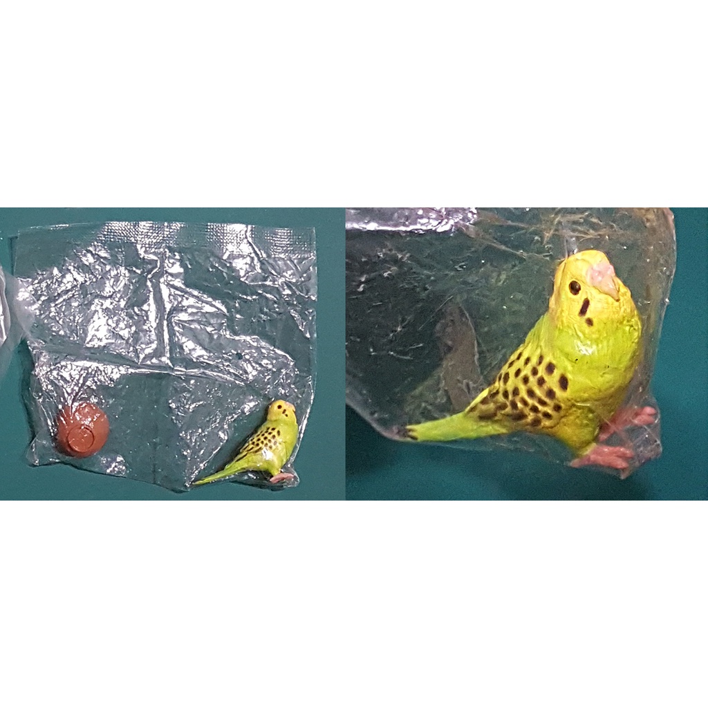轉蛋 扭蛋 鸚鵡造型 鸚鵡香蕉鳥轉蛋