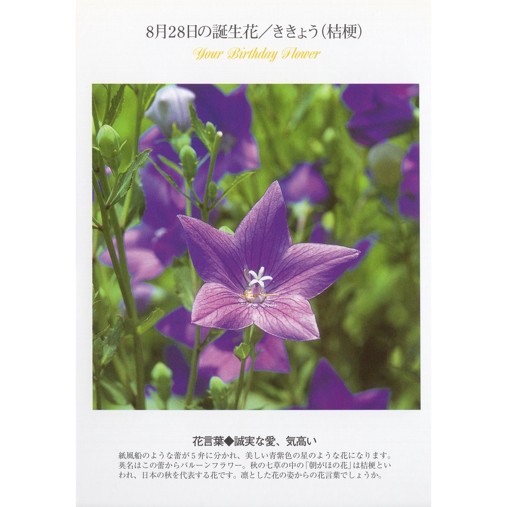 33明信片本舖 日本進口明信片8月生日花誕生花明信片 單張入 蝦皮購物