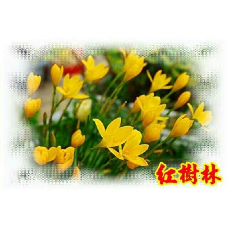 【紅樹林】 風雨蘭(金黄色)~每株/裸根寄出