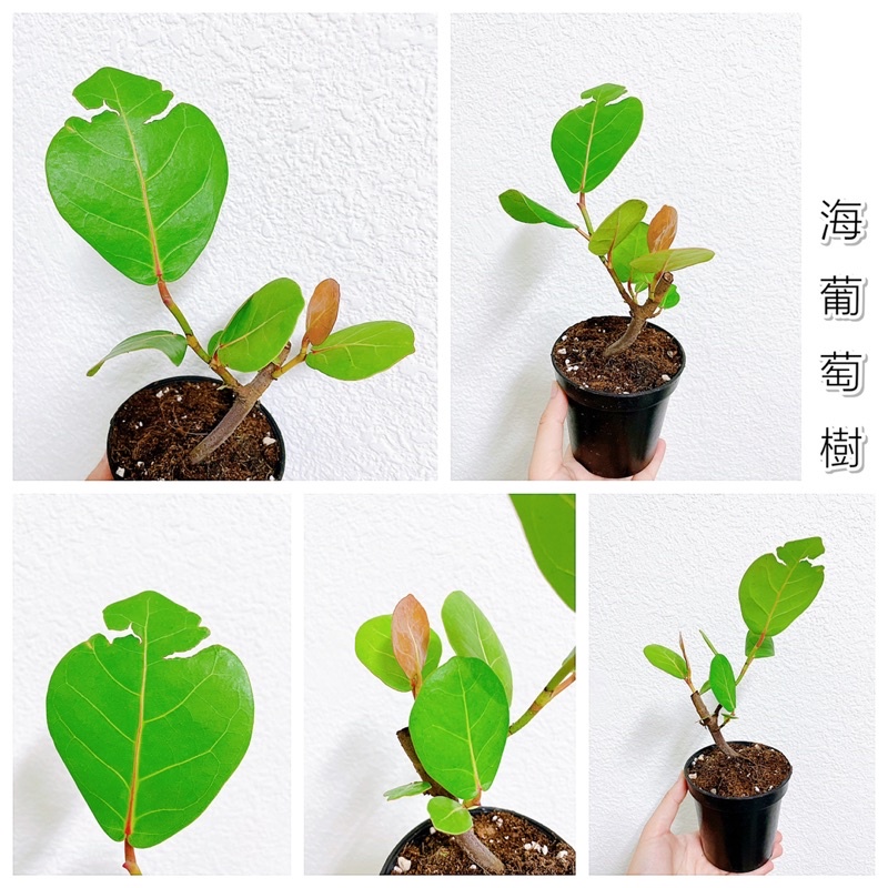 不專業種植🌱海葡萄 小苗 海葡萄樹 [ 3.5吋黑圓盆 ] 觀葉植物