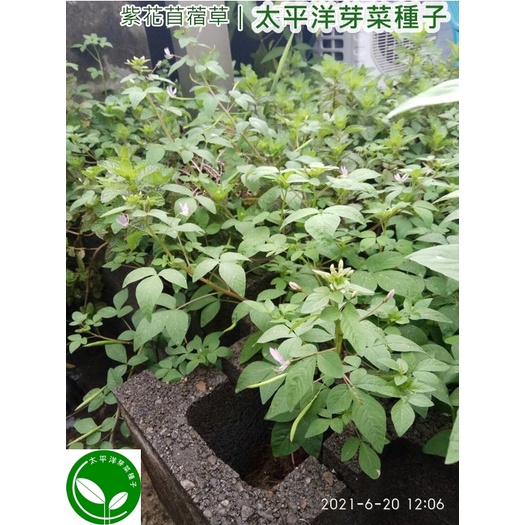 苜蓿芽種子 苜蓿草種子 澳洲 紫花 600g約顆 可水耕 土耕 煮食 98 高發芽率 芽菜種子 生菜種子 蝦皮購物