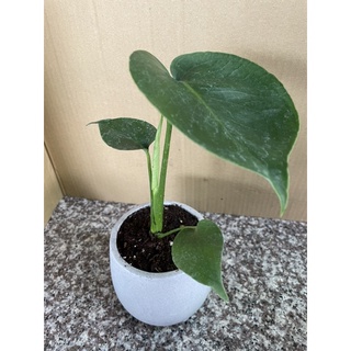 JW-3吋龜背芋/觀葉植物/室內植物/小盆栽