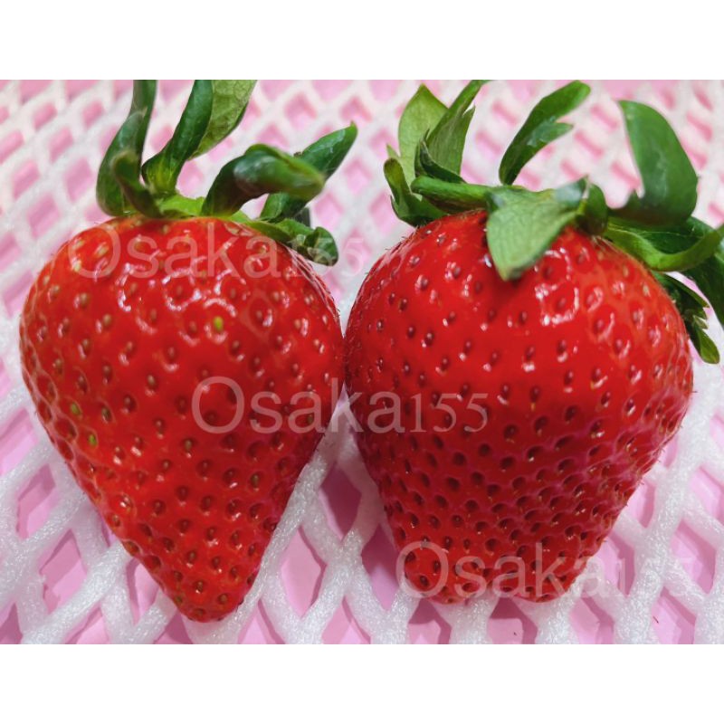 日本草莓.草莓苗. 熊本 大和未來(大和みらい)草莓種子
