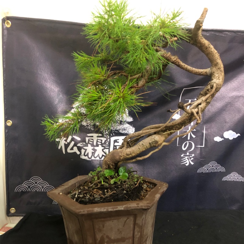 松霖園五葉松專賣黑松壽娘子小盆栽毛苔球植物 蝦皮購物