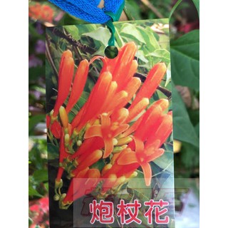 炮仗花 優惠推薦 22年10月 蝦皮購物台灣