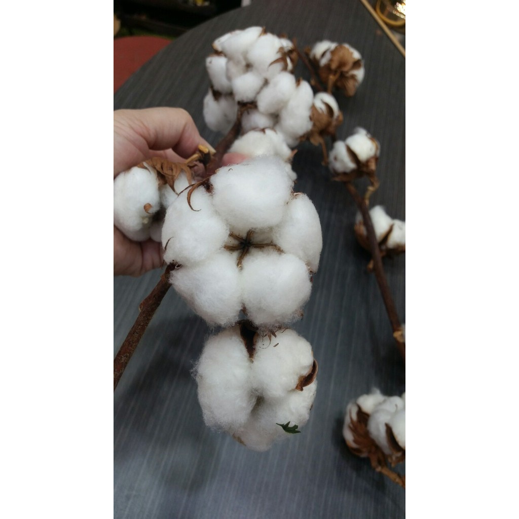 【台灣現貨速發】乾燥花---天然棉花
