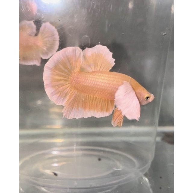 鬥魚 PK鬥魚 自繁小魚 大耳 黃金 （鬥魚飼料）