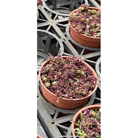 多肉植物 紫米飯 3吋盆 2024/3月 實物拍攝