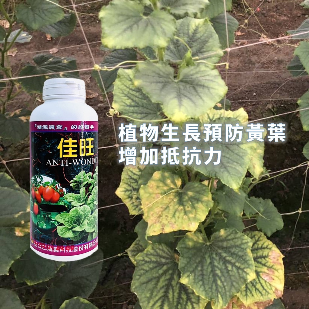 園藝微量元素肥料 | 佳旺 500ml 預防黃葉 潰爛 生長肥料